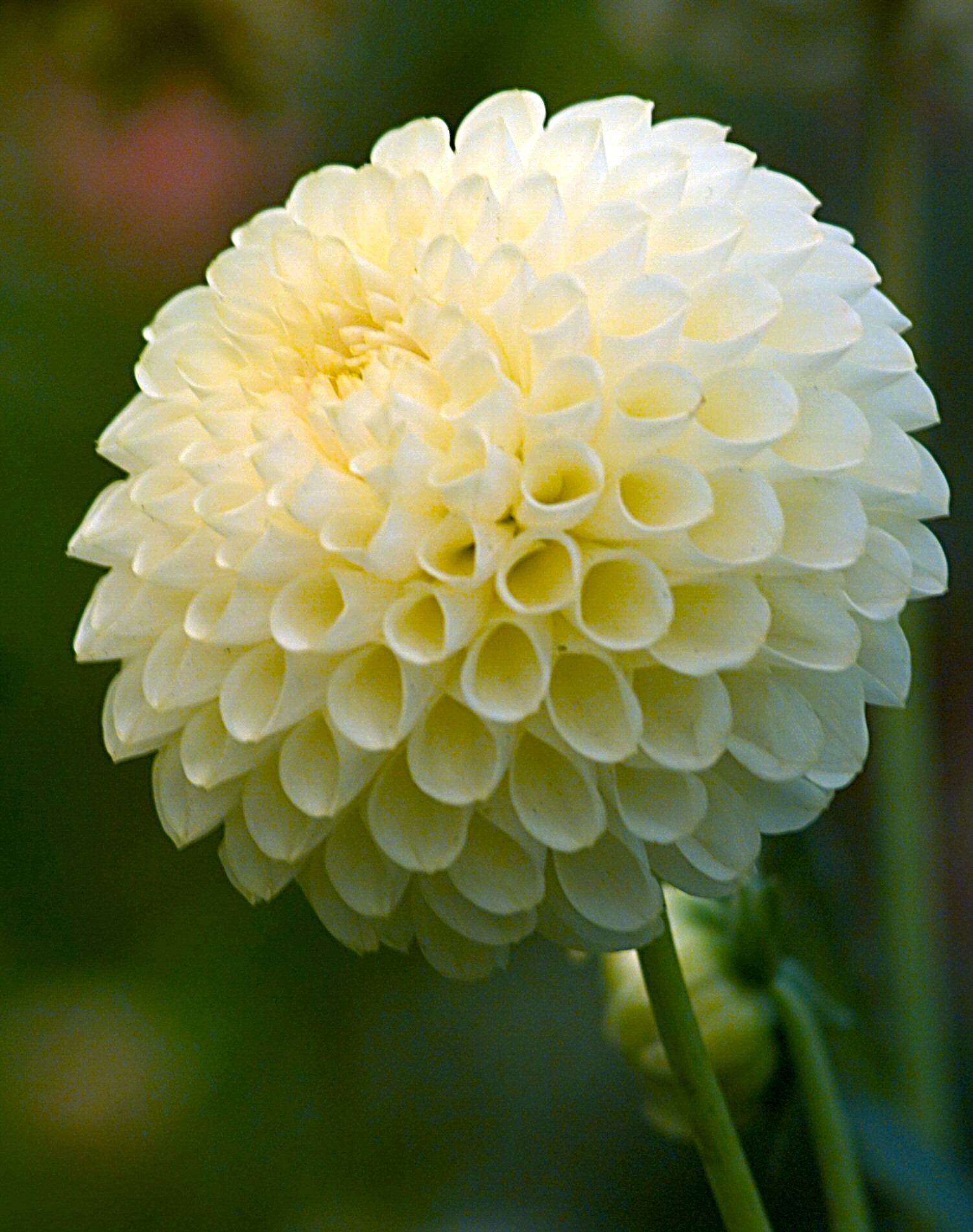 Dahlia 'Skipley Moonglow' (With images) Pretty flowers, Dahlia flower